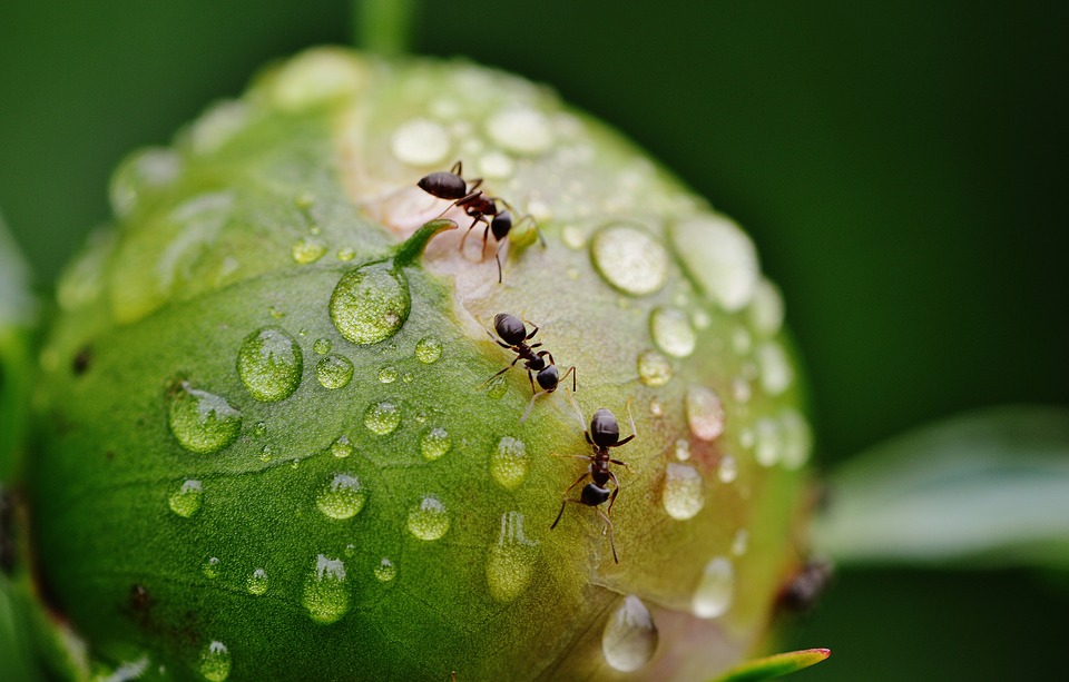 Ant-Keeping as a Hobby